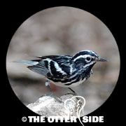 Black-and-white Warbler