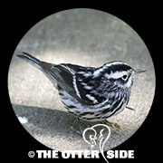 Black-and-white Warbler