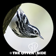 Black-and-white Warbler