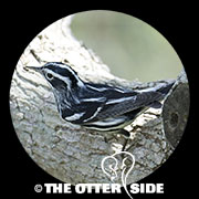 Black-and-white Warbler