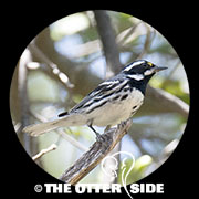 Black-throated Gray Warbler