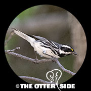Black-throated Gray Warbler