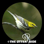 Black-throated Green Warbler