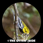 Black-throated Green Warbler