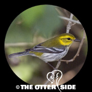 Black-throated Green Warbler