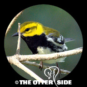 Black-throated Green Warbler