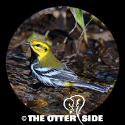 Black-throated Green Warbler