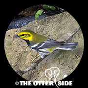Black-throated Green Warbler