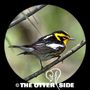 Blackburnian Warbler