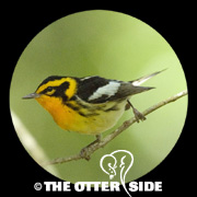 Blackburnian Warbler