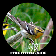 Blackburnian Warbler