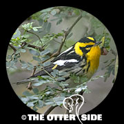 Blackburnian Warbler