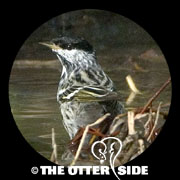 Blackpoll Warbler