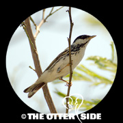 Blackpoll Warbler