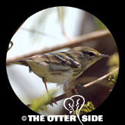 Blackpoll Warbler