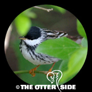 Blackpoll Warbler
