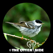Blackpoll Warbler