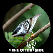 Blackpoll Warbler