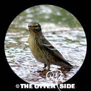 Blackpoll Warbler