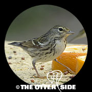 Blackpoll Warbler