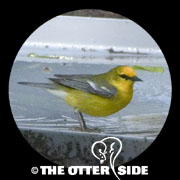 Blue-winged Warbler