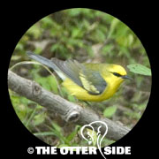 Blue-winged (Brewster's) Warbler