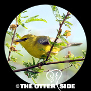 Blue-winged Warbler