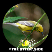 Blue-winged Warbler