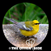 Blue-winged Warbler