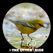 Blue-winged Warbler