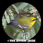 Blue-winged Warbler
