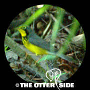 Canada Warbler