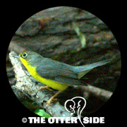 Canada Warbler