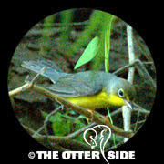 Canada Warbler