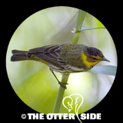 Cape May Warbler