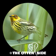 Cape May Warbler