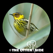 Cape May Warbler