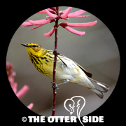 Cape May Warbler