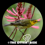 Cape May Warbler