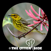 Cape May Warbler