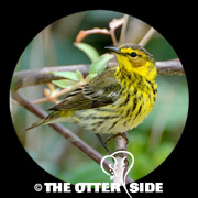 Cape May Warbler