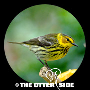 Cape May Warbler
