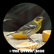 Cape May Warbler