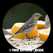 Cape May Warbler