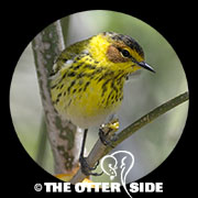 Cape May Warbler