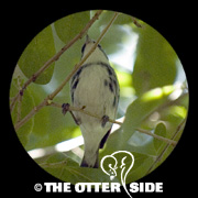 Cerulean Warbler