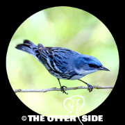 Cerulean Warbler