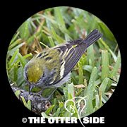 Chestnut-sided Warbler