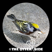 Chestnut-sided Warbler