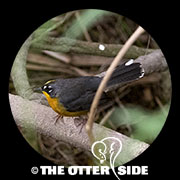 Fan-tailed Warbler